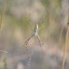 Argiope bruennichi